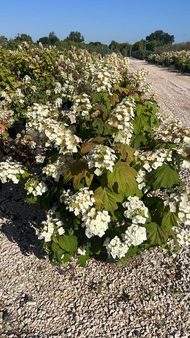 Hydrangea Quercifolia (Ortensia quercifolia) — vaso 45 litri