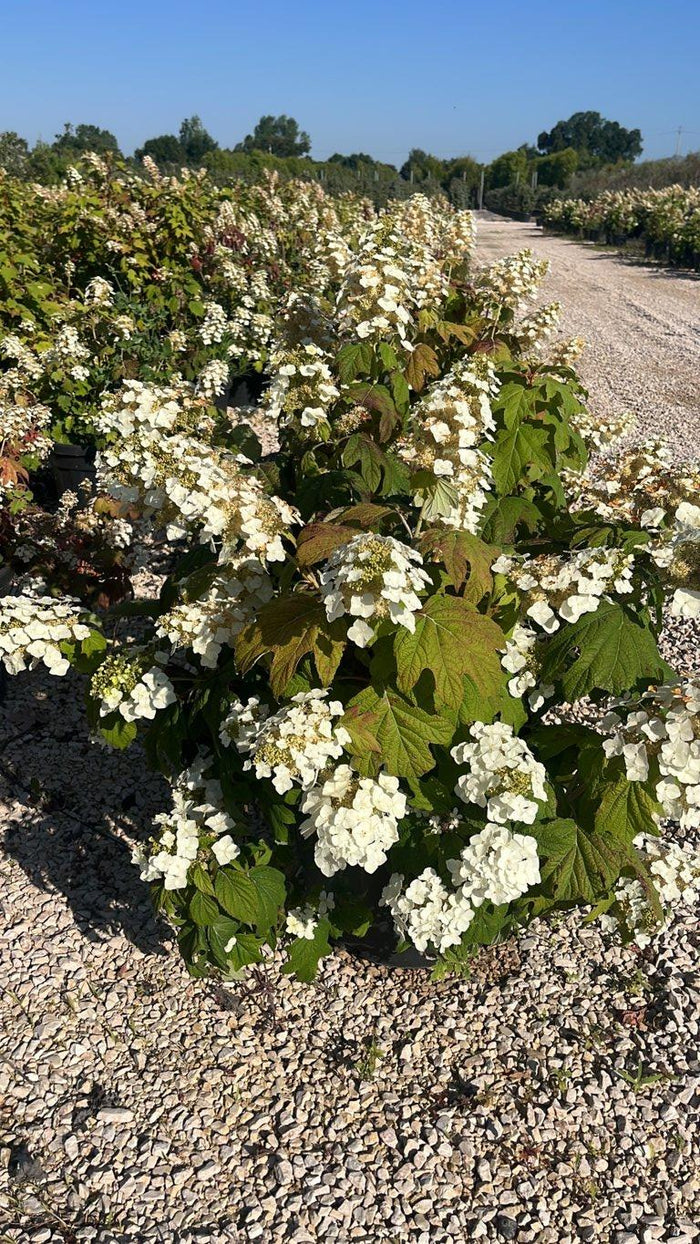 Hydrangea Quercifolia (Ortensia quercifolia) — vaso 45 litri
