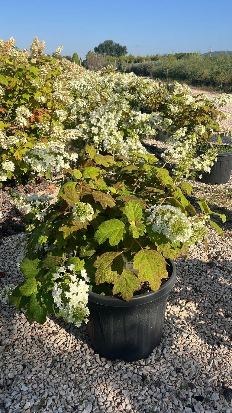 Hydrangea Quercifolia Snowflake (Ortensia) — vaso 45 litri