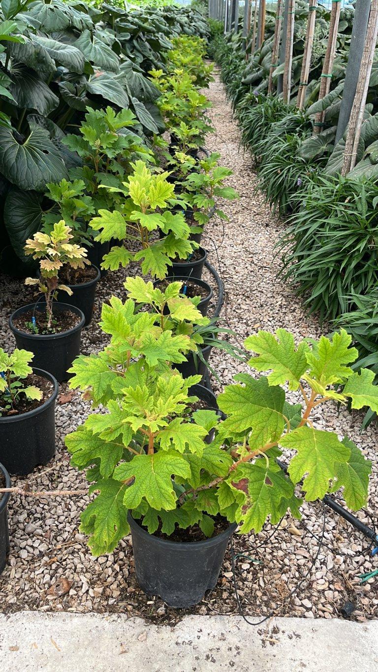 Hydrangea Quercifolia Snow Queen (Ortensia) — Cespuglio, vaso 9 litri