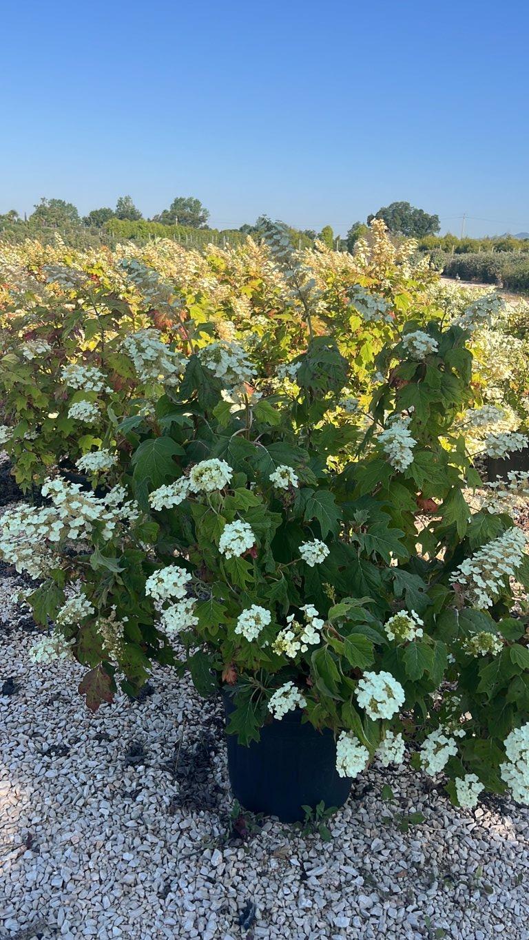 Hydrangea Quercifolia Snow Queen (Ortensia) — Cespuglio, vaso 45 litri