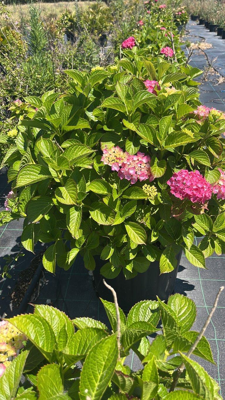 Hydrangea Serrata Blue Bird (Ortensia) — Cespuglio, vaso 45 litri