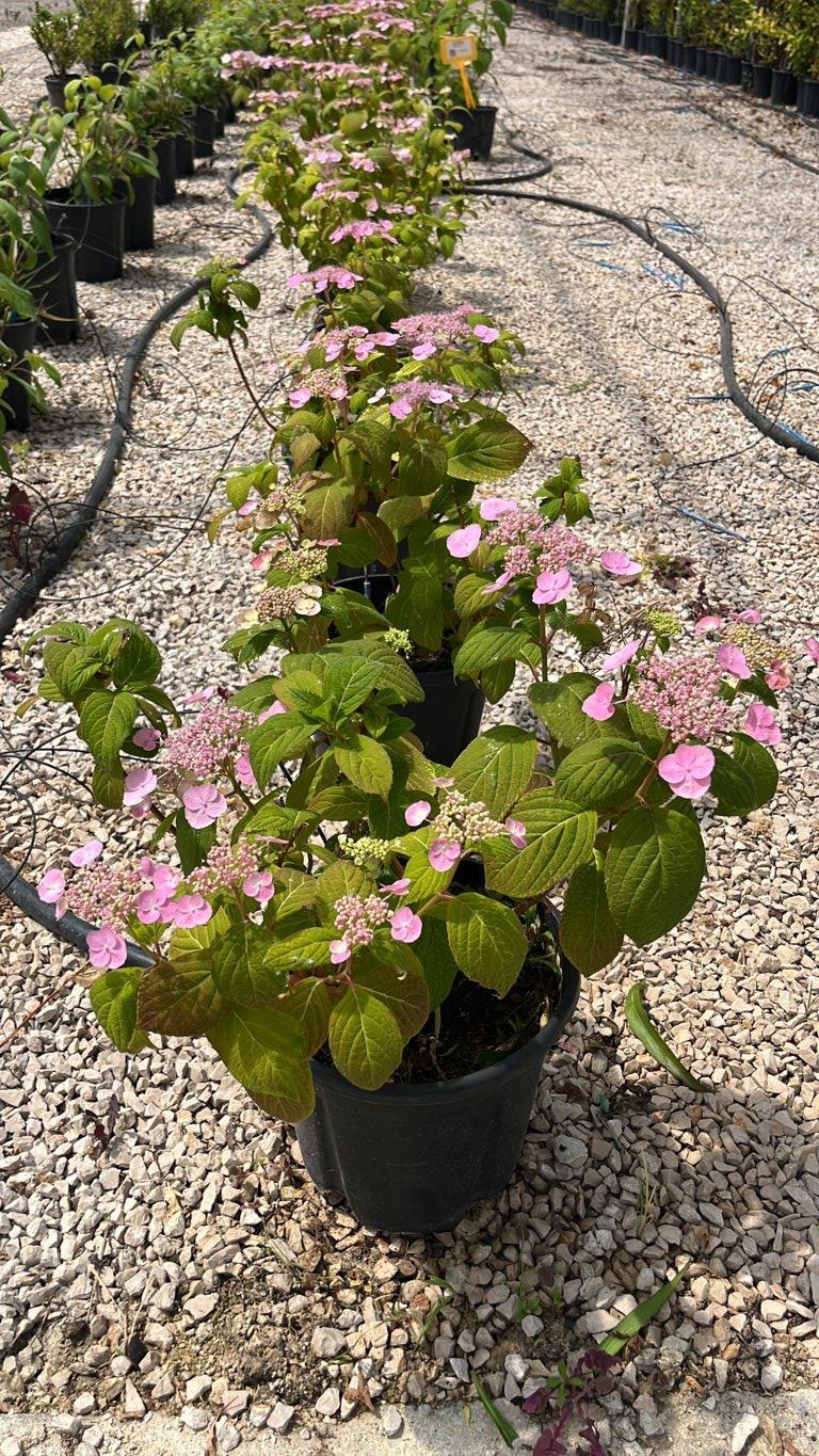 Hydrangea Serrata Veerle (Ortensia) — Cespuglio, vaso 9 litri