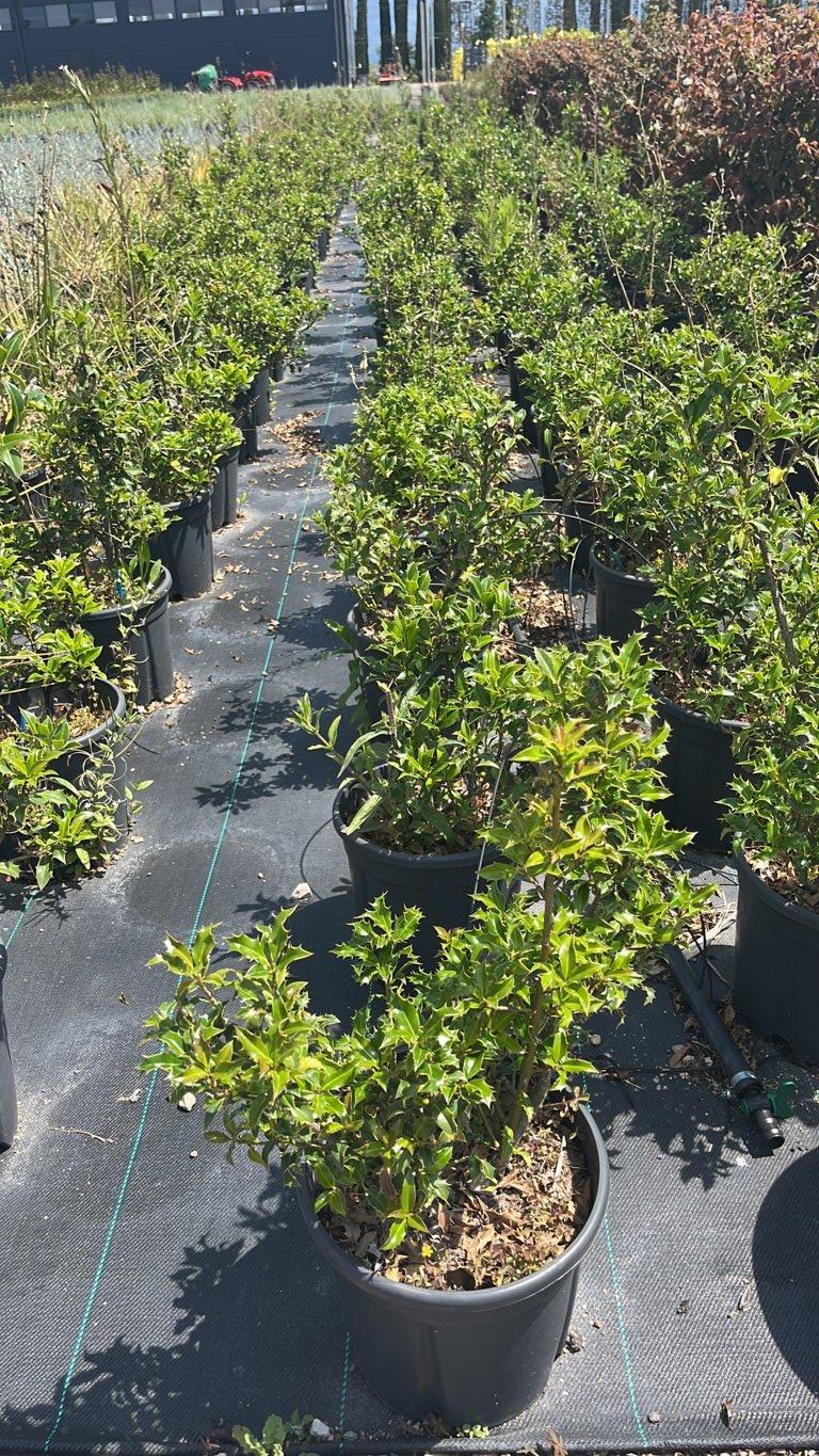 Ilex Aquifolium Alaska (Agrifoglio) — Cespuglio, vaso 9 litri