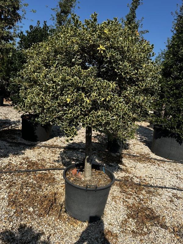 Ilex Aquifolium Argentea Marginata (Agrifoglio) — 1/2 fusto, circonferenza 25/30 cm, vaso 90 litri
