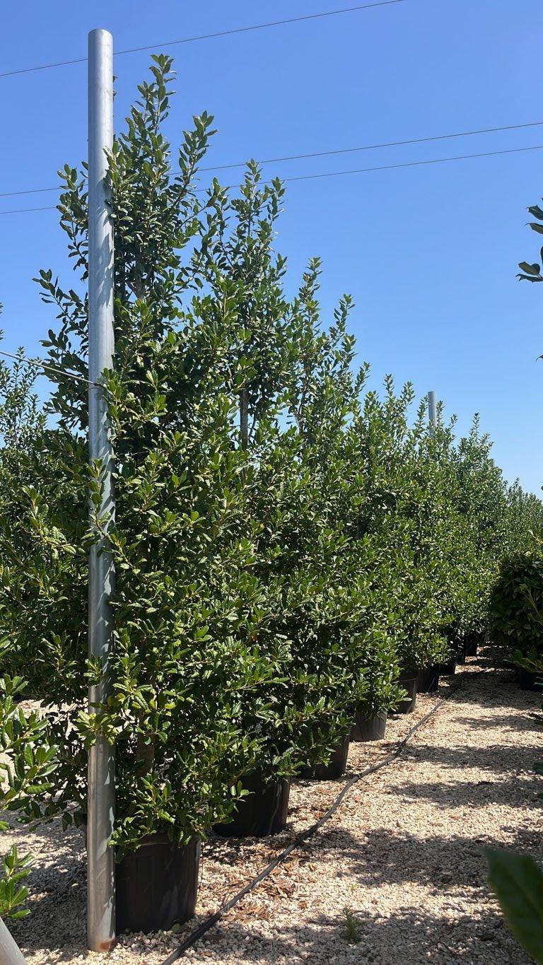 Ilex Aquifolium Nellie R. Stevens (Agrifoglio) — Cespuglio, altezza 300/350 cm, vaso 90 litri