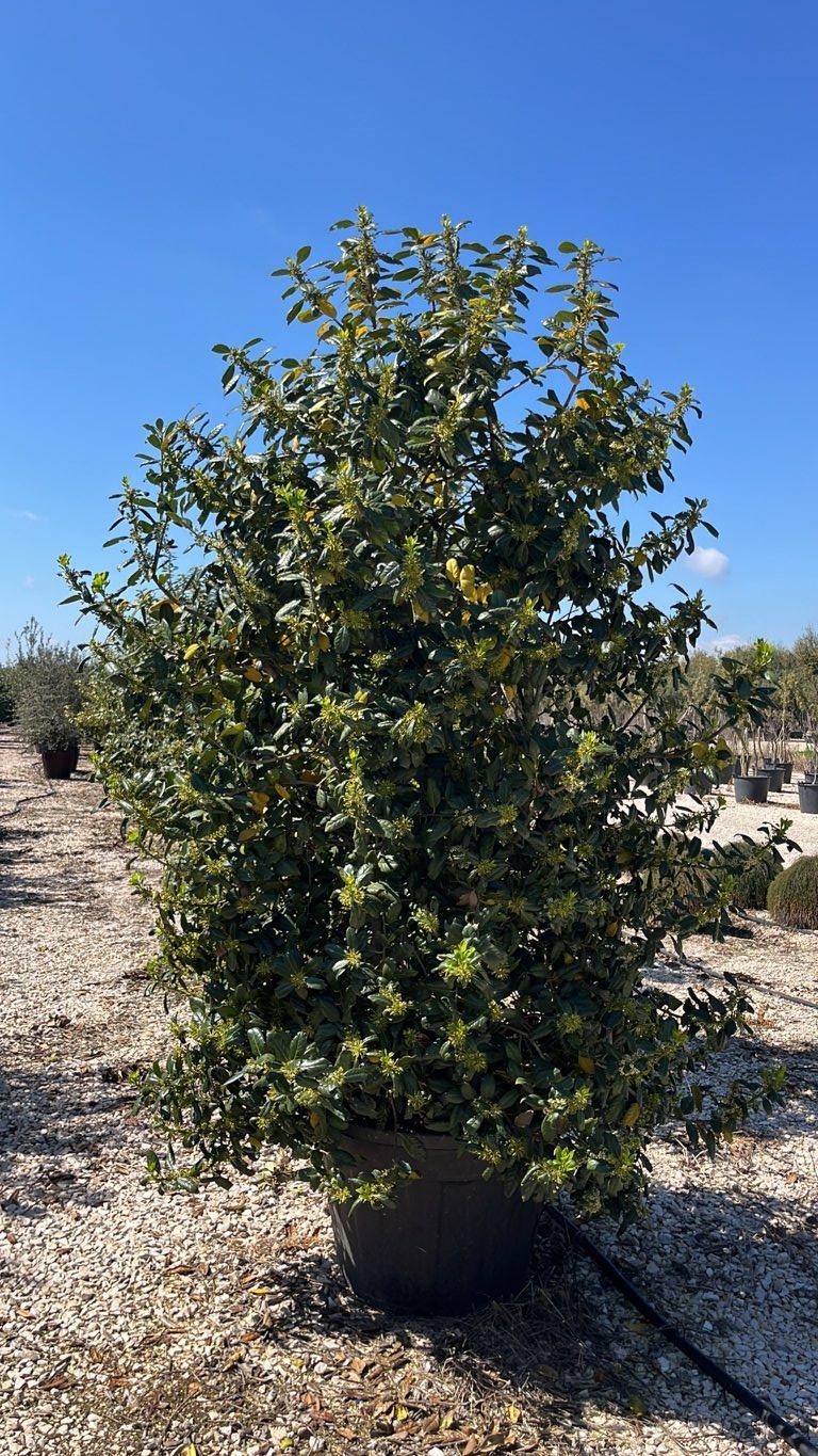 Ilex Aquifolium Nellie R. Stevens (Agrifoglio) — Cono, altezza 150/175 cm, vaso 130 litri