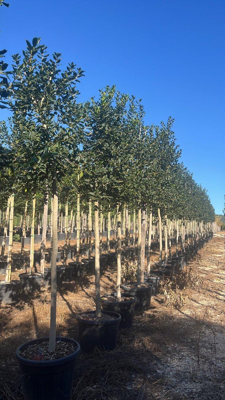 Ilex Aquifolium Nellie R. Stevens (Agrifoglio) — Albero, circonferenza 16/18 cm, vaso 90 litri