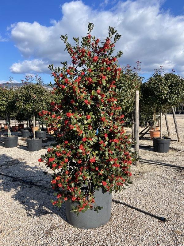 Ilex Aquifolium Nellie R. Stevens (Agrifoglio) — Cespuglio, altezza 200/250 cm, vaso 240 litri
