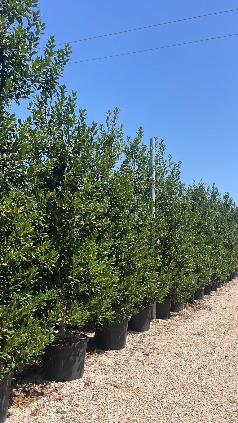 ILEX AQUIFOLIUM NELLIE R. STEVENS Agrifoglio a foglie di castagno
