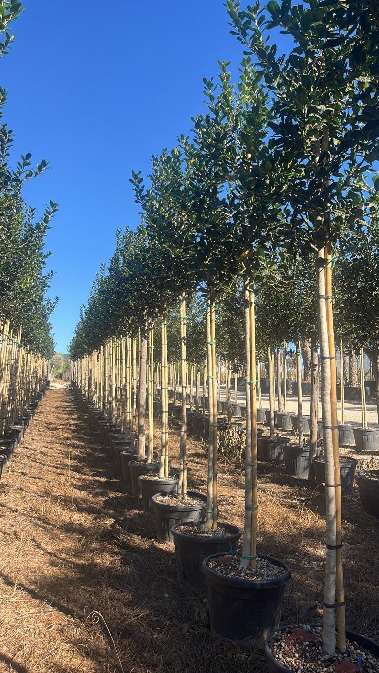 Ilex Aquifolium Nellie R. Stevens (Agrifoglio) — Albero, circonferenza 12/14 cm, vaso 70 litri