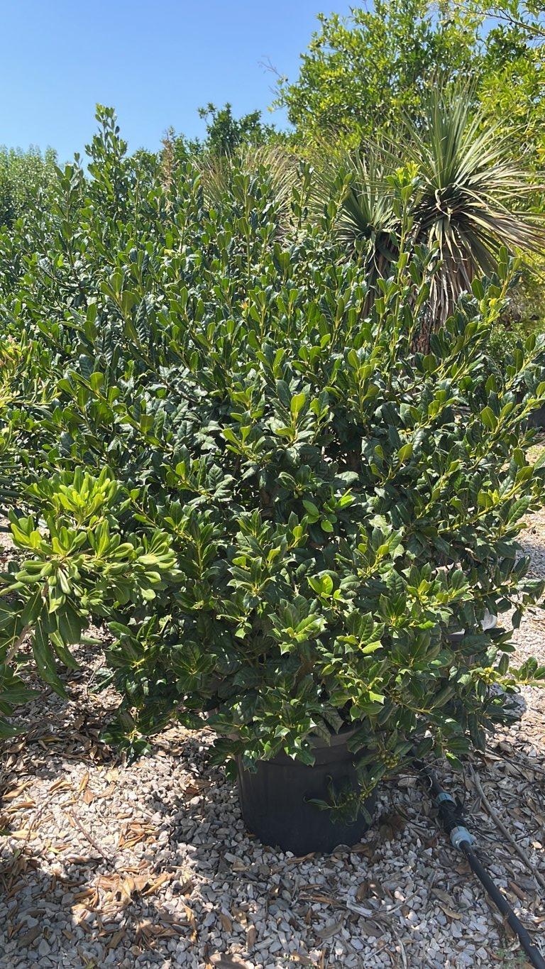 Ilex Aquifolium Nellie R. Stevens (Agrifoglio) — Palla, diametro 80 cm, vaso 55 litri