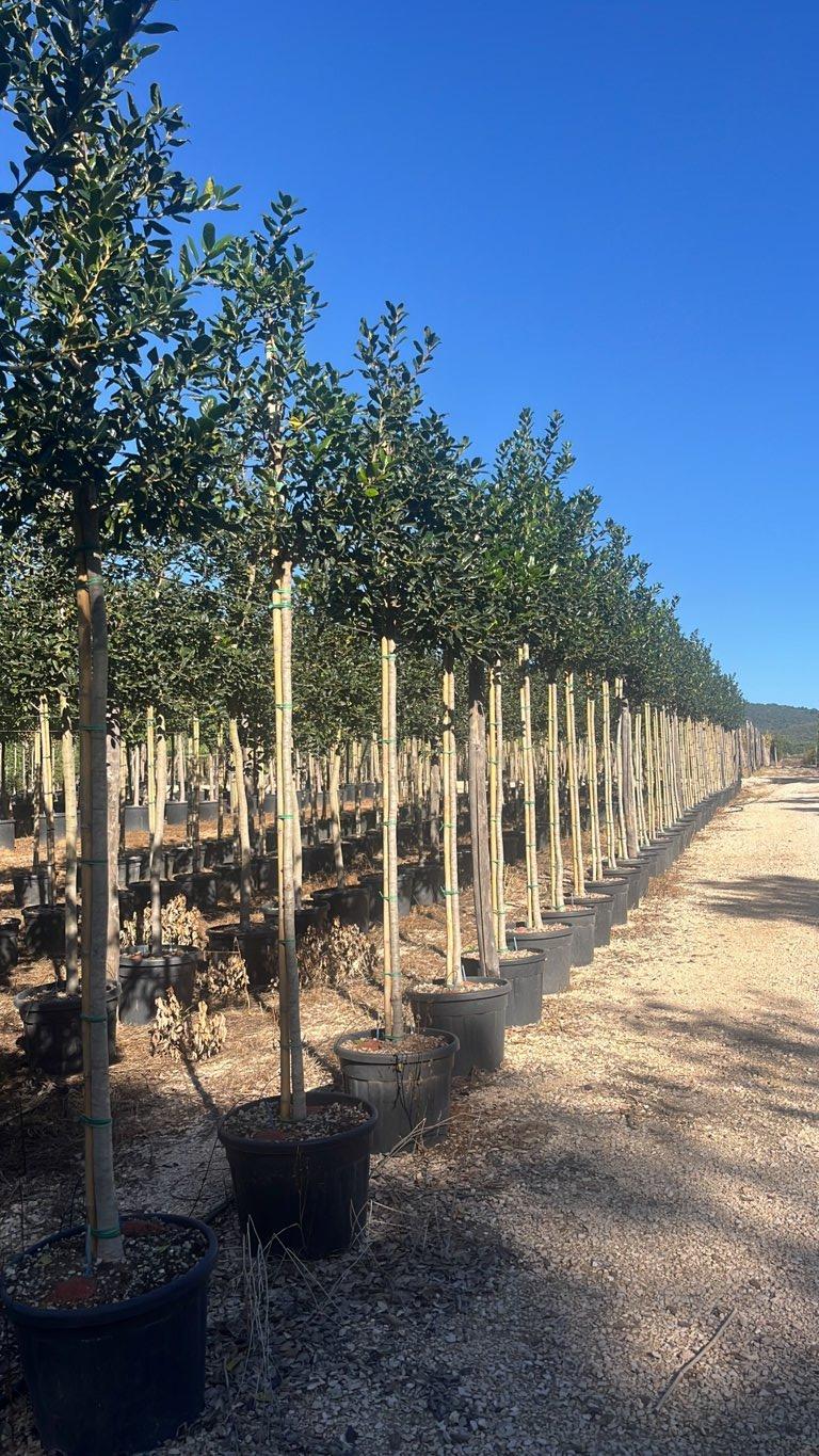 Ilex Aquifolium Nellie R. Stevens (Agrifoglio) — Albero, circonferenza 10/12 cm, vaso 70 litri