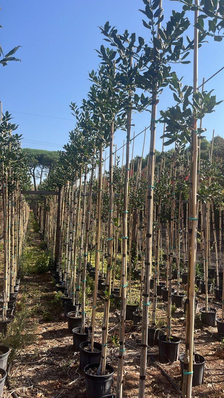 Ilex Aquifolium Nellie R. Stevens (Agrifoglio) — Albero astone, vaso 9 litri
