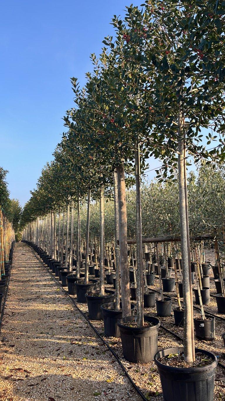 Ilex Aquifolium Nellie R. Stevens (Agrifoglio) — Albero, circonferenza 18/20 cm, vaso 70 litri