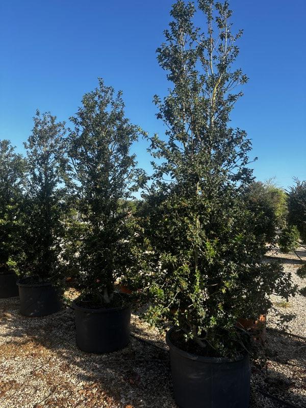 Ilex Aquipernyi Dragon Lady (Agrifoglio) — Cespuglio, altezza 250/300 cm, vaso 150 litri
