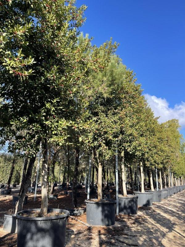 Ilex Castaneifolia (Agrifoglio) — Albero, circonferenza 40/45 cm, vaso 750 litri