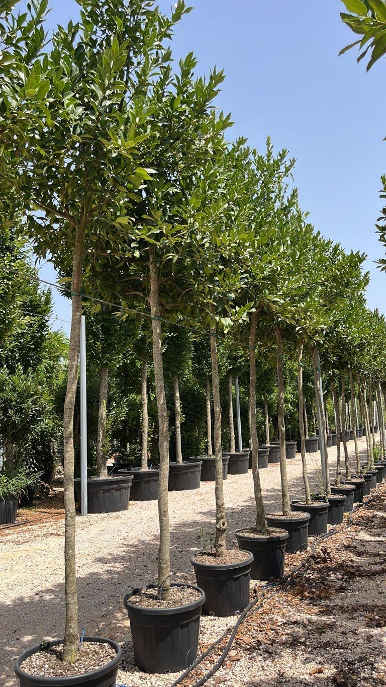 Ilex Castaneifolia (Agrifoglio) — Albero, circonferenza 16/18 cm, vaso 70 litri