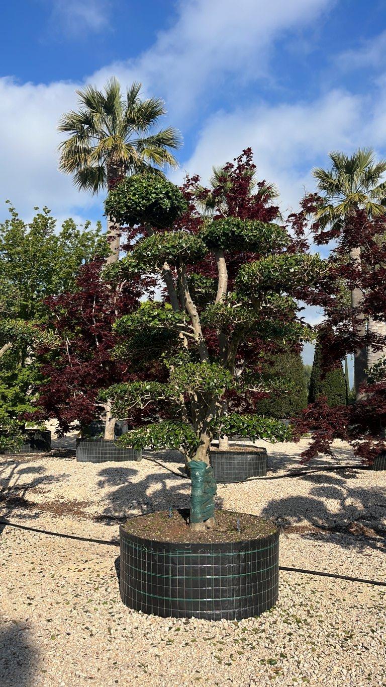 Ilex Cornuta (Agrifoglio cinese) — Bonsai, altezza 250/300 cm, in rete
