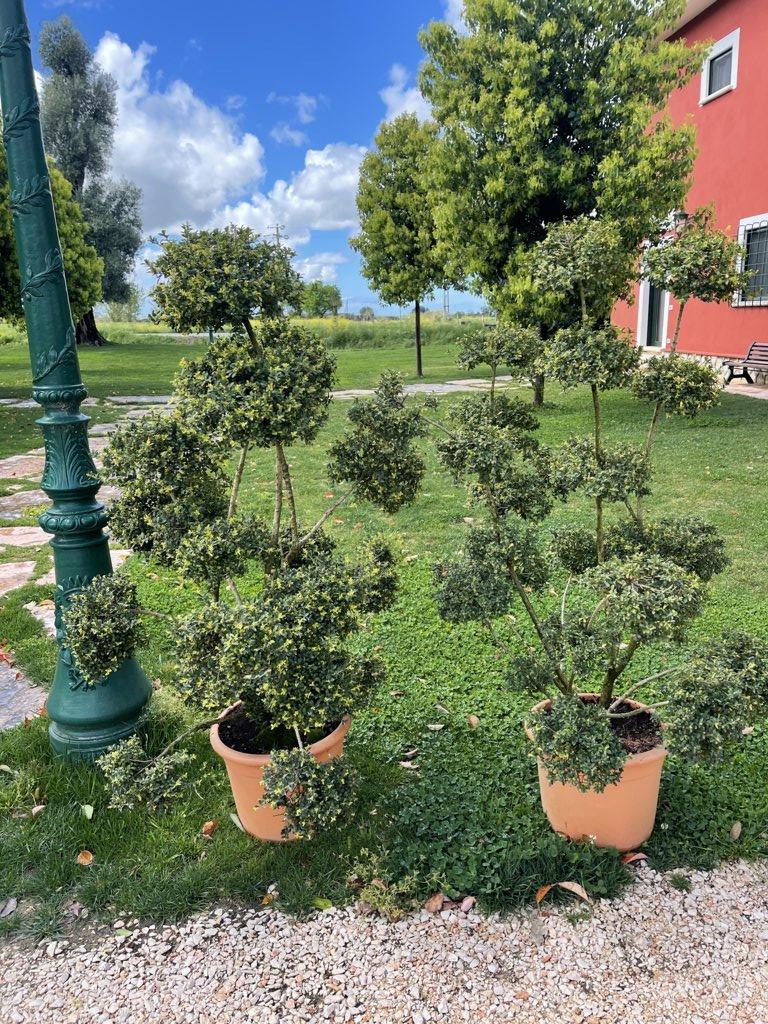 Ilex Crenata (Agrifoglio giapponese) — Bonsai, vaso 30 litri