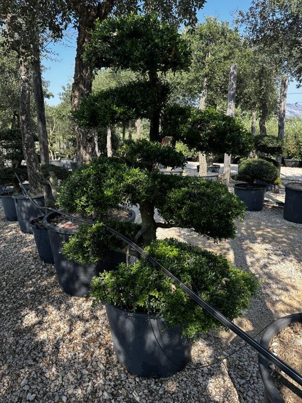 Ilex Crenata (Agrifoglio giapponese) — Bonsai, altezza 150/200 cm, vaso 240 litri