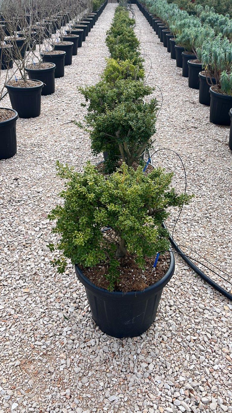 Ilex Crenata (Agrifoglio giapponese) — Cespuglio, vaso 30 litri