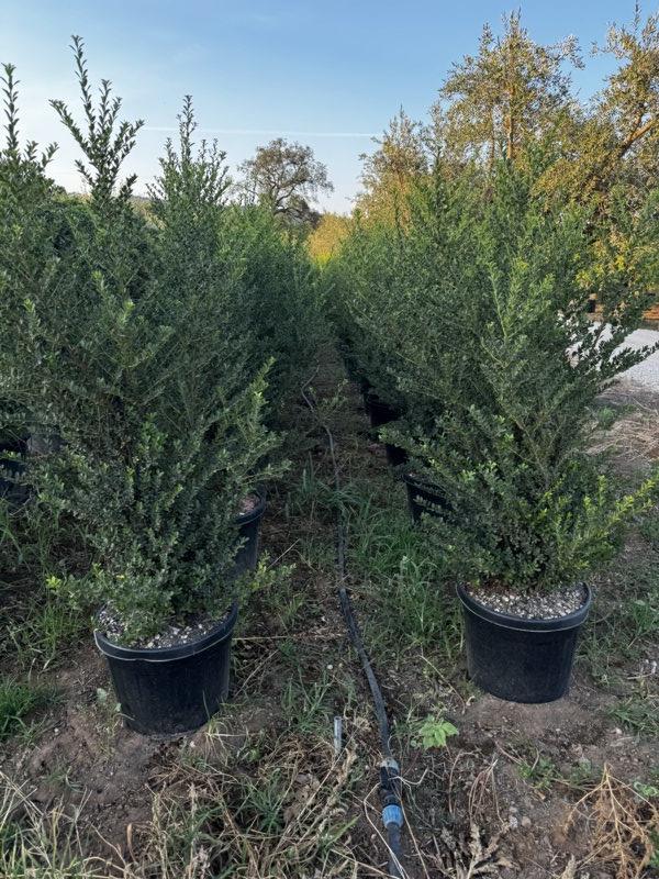 Ilex Crenata Green Hedge (Agrifoglio giapponese) — Cespuglio, vaso 35 litri