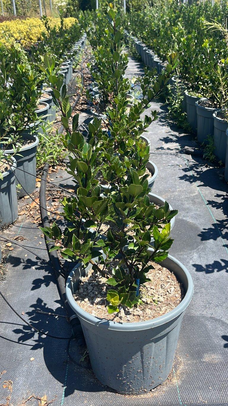 Ilex Meserveae Heckenblau (Agrifoglio blu) — Cespuglio, vaso 9 litri