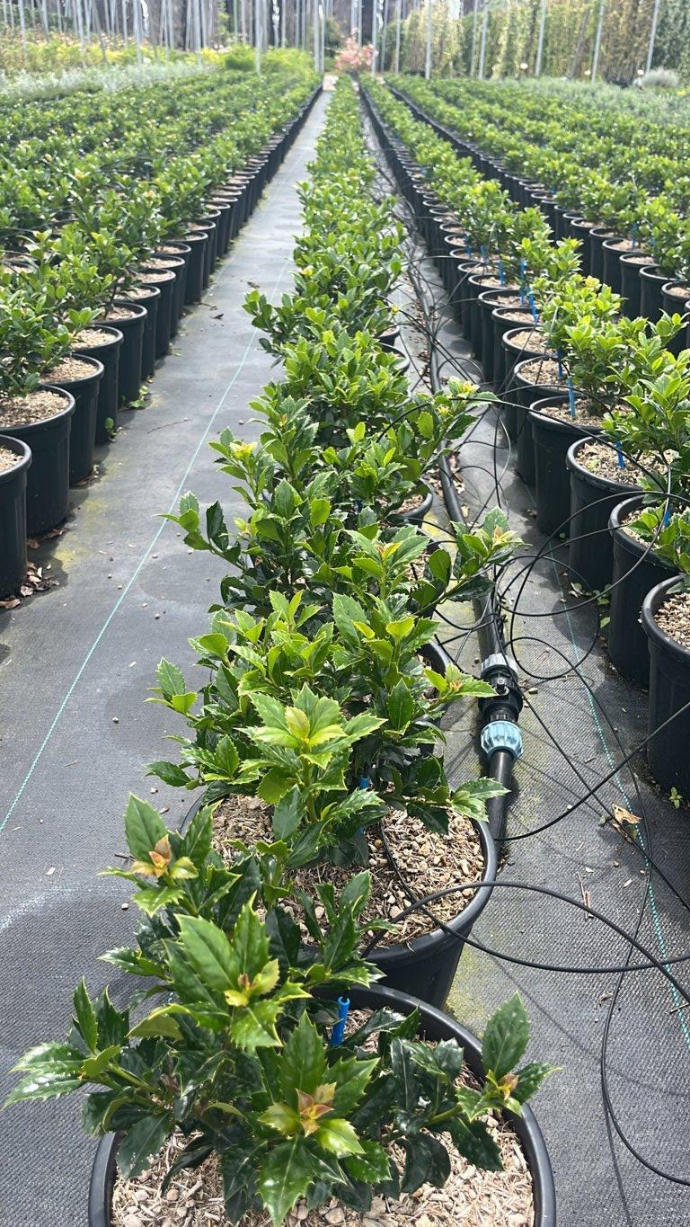 Ilex Meserveae Heckenfee (Agrifoglio blu) — Cespuglio, vaso 9 litri