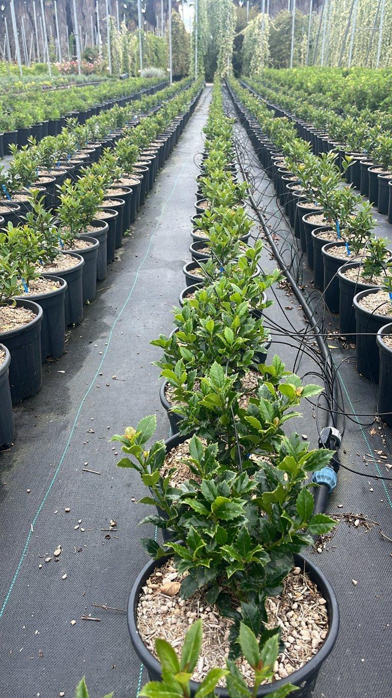 Ilex Meserveae Heckenpracht (Agrifoglio blu) — Cespuglio, vaso 9 litri
