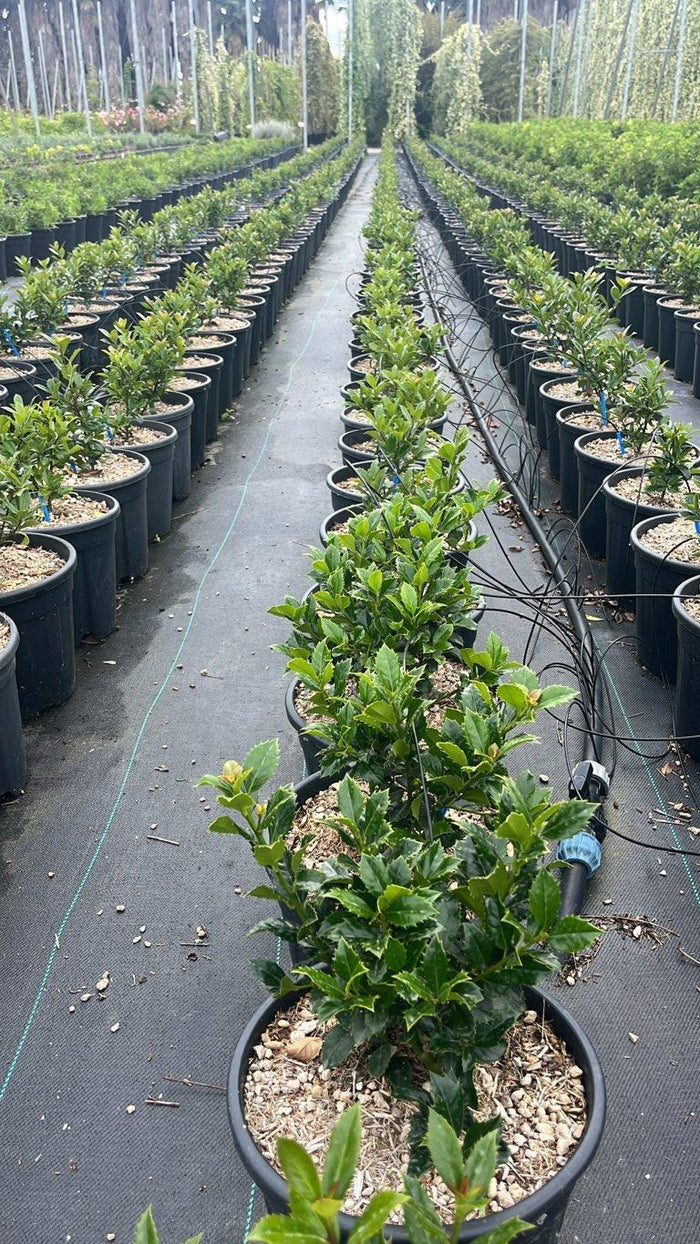 Ilex Meserveae Heckenpracht (Agrifoglio blu) — Cespuglio, vaso 9 litri