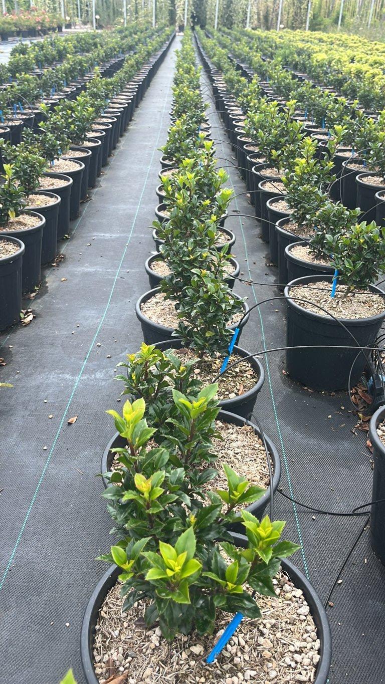 Ilex Meserveae Heckenstar (Agrifoglio blu) — Cespuglio, vaso 9 litri