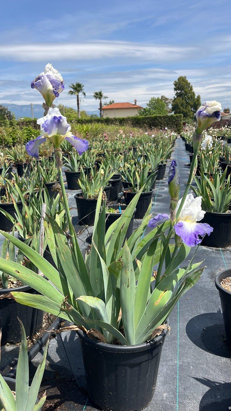 Iris Babbling Brook (Giaggiolo) — vaso 9 litri