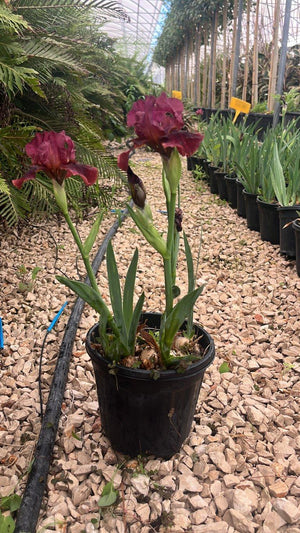 Iris Caliente (Giaggiolo) — vaso 3 litri