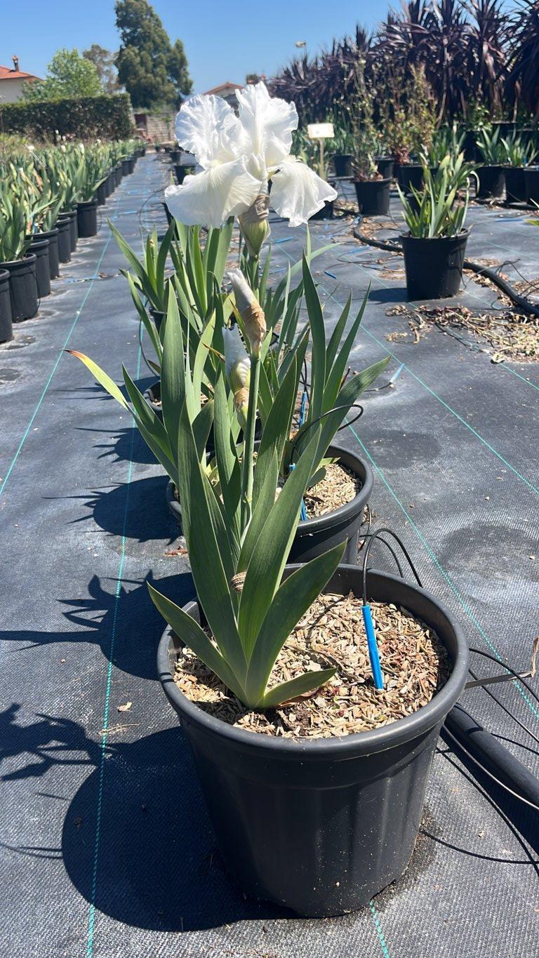 Iris Immortality (Giaggiolo) — vaso 9 litri