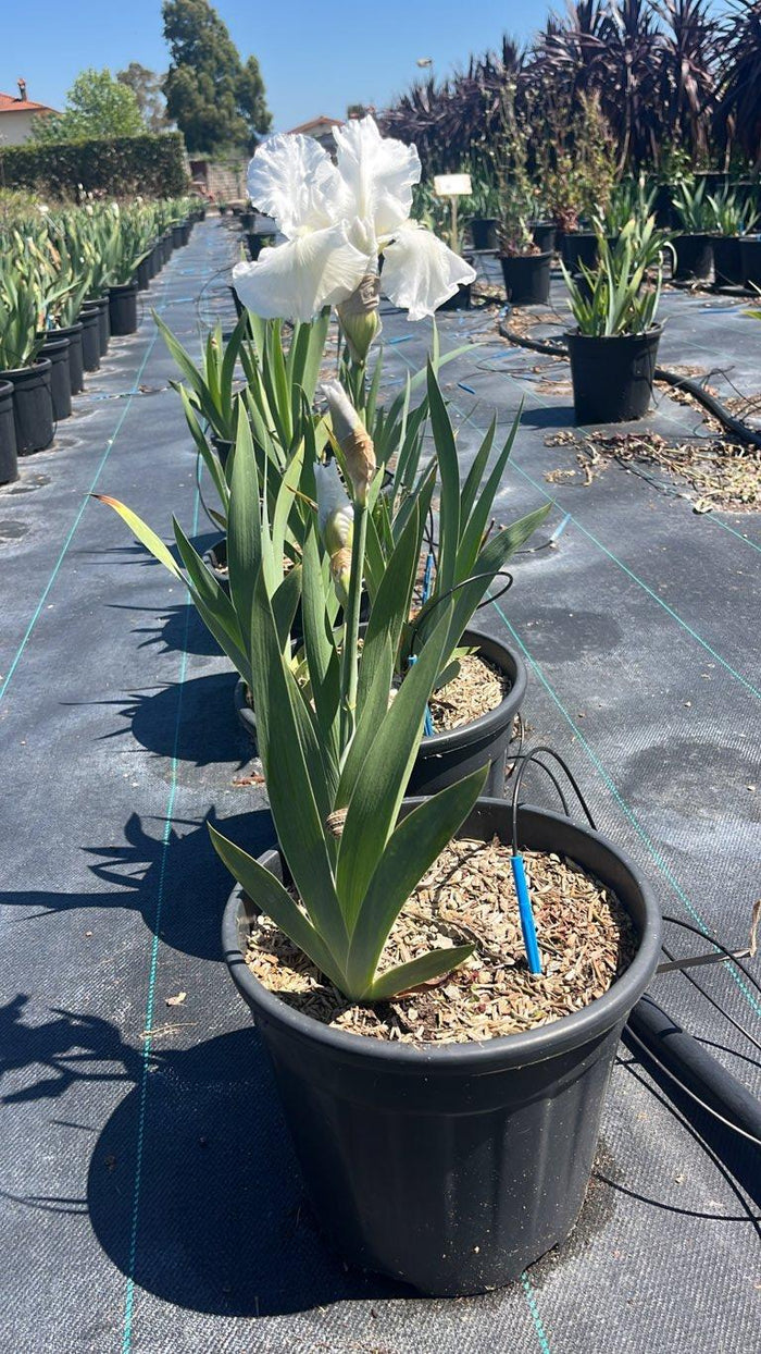 Iris Immortality (Giaggiolo) — vaso 9 litri