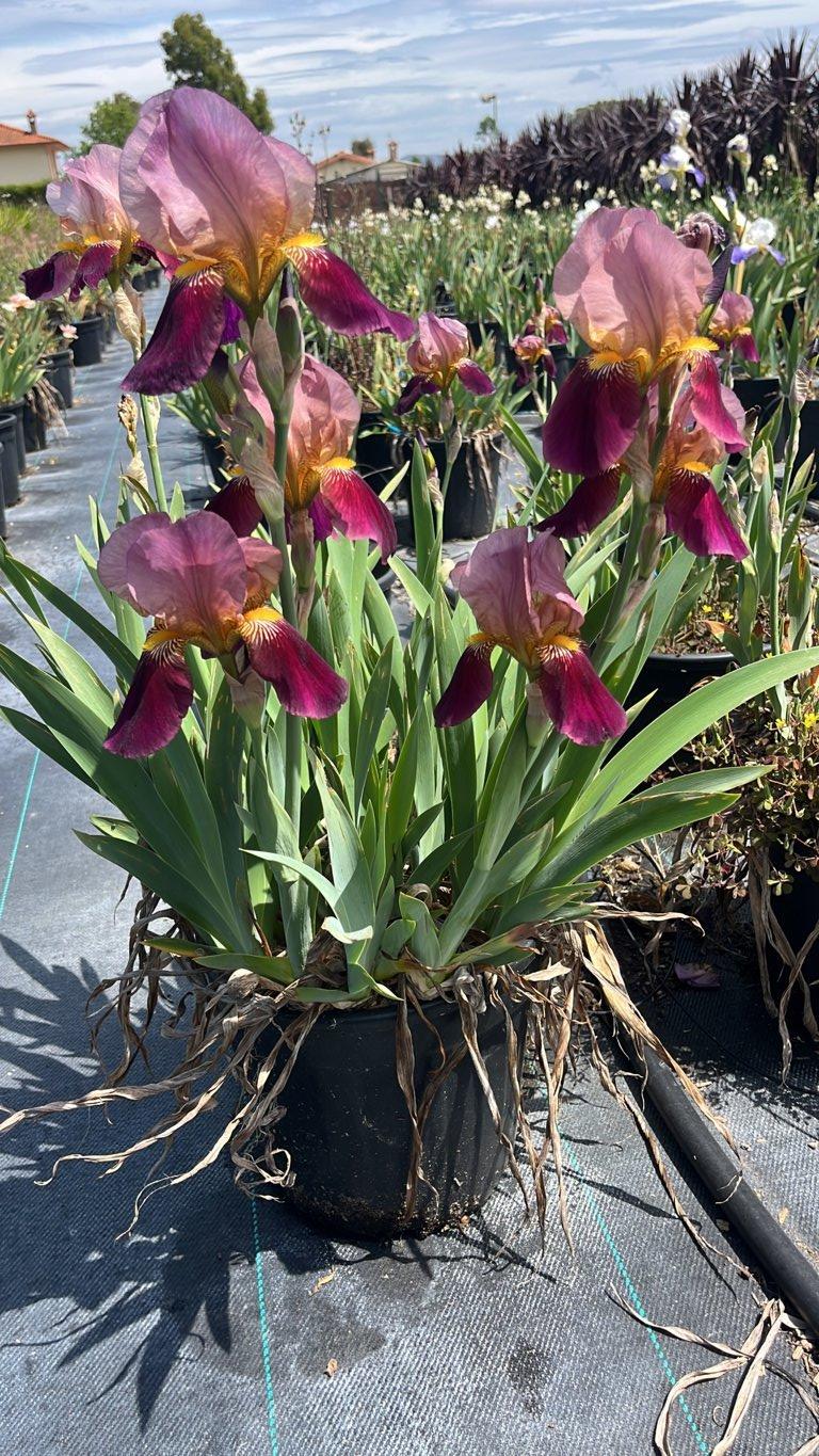 IRIS INDIAN CHIEF Iris barbata / Giaggiolo