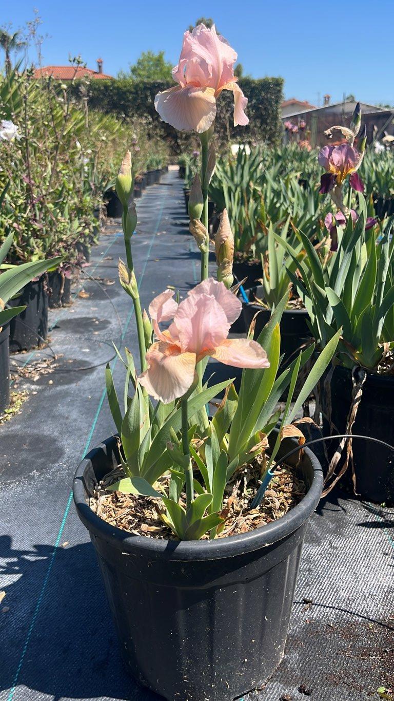 Iris Pink Horizon (Giaggiolo) — vaso 9 litri