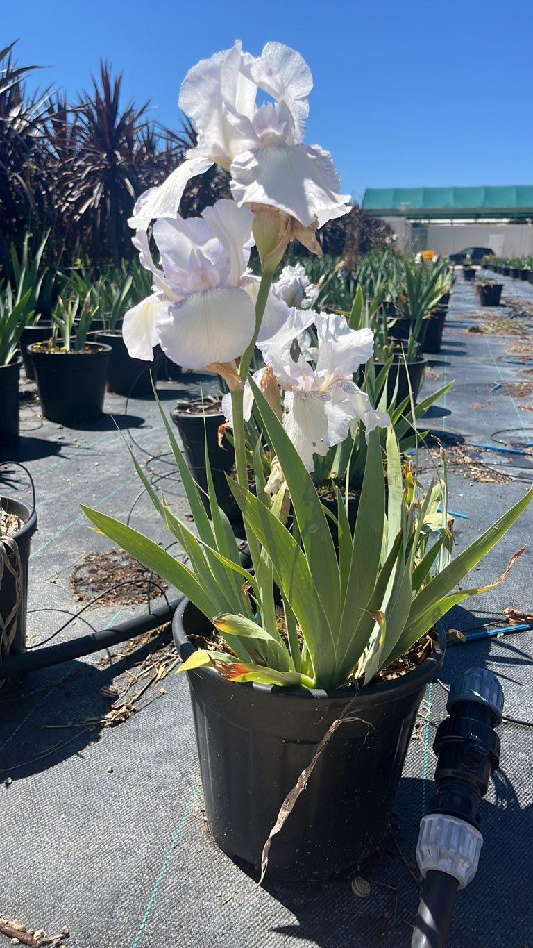 Iris White Knight (Giaggiolo) — vaso 9 litri
