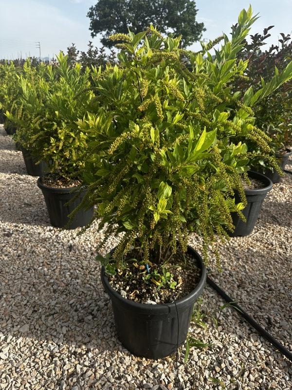 Itea Virginica — vaso 35 litri