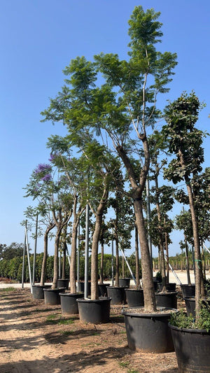 Jacaranda Mimosifolia (Jacaranda) — Albero, circonferenza 50/60 cm, vaso 500 litri