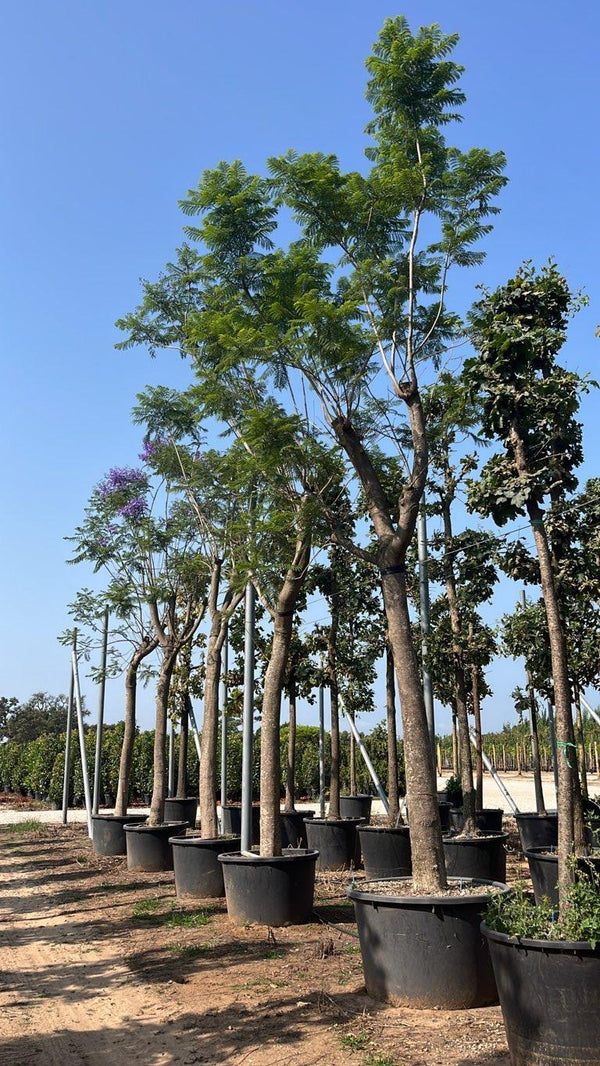 Jacaranda Mimosifolia (Jacaranda) — Albero, circonferenza 50/60 cm, vaso 500 litri