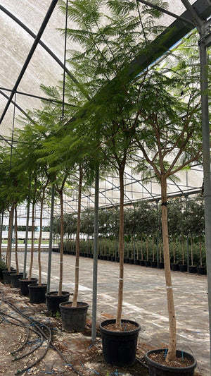 Jacaranda Mimosifolia (Jacaranda) — Albero, circonferenza 18/20 cm, vaso 90 litri