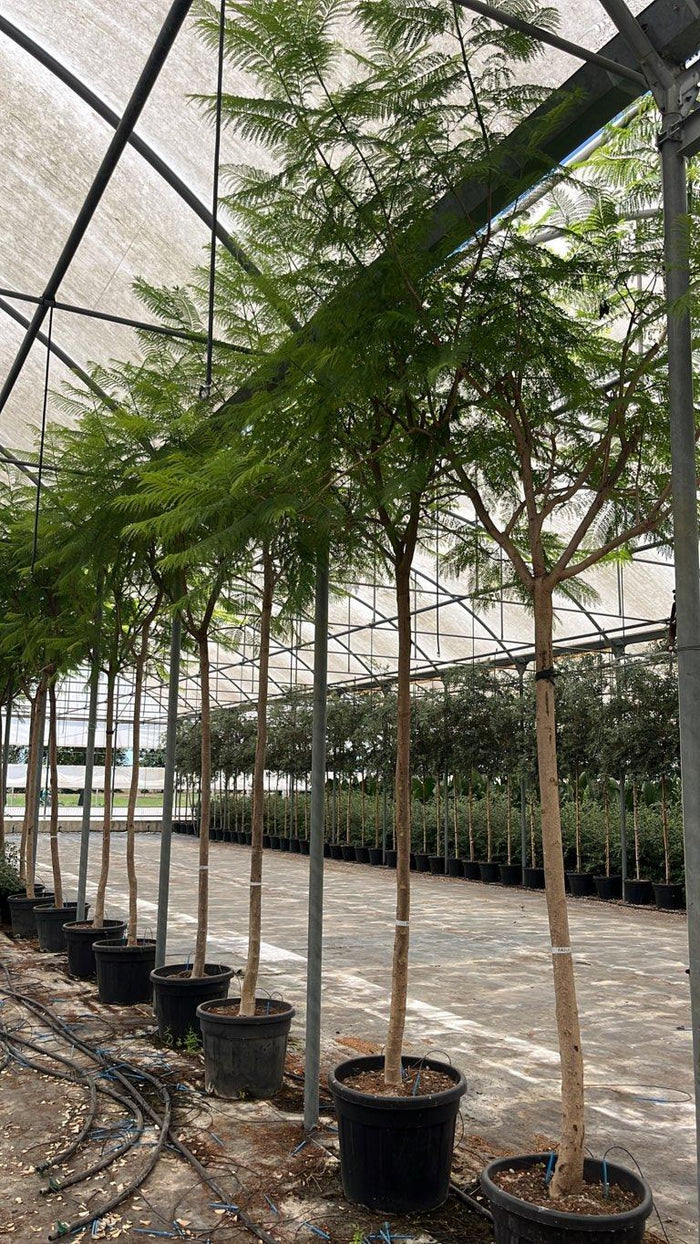Jacaranda Mimosifolia (Jacaranda) — Albero, circonferenza 18/20 cm, vaso 90 litri