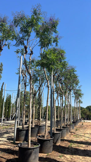 Jacaranda Mimosifolia (Jacaranda) — Albero, circonferenza 20/30 cm, vaso 240 litri