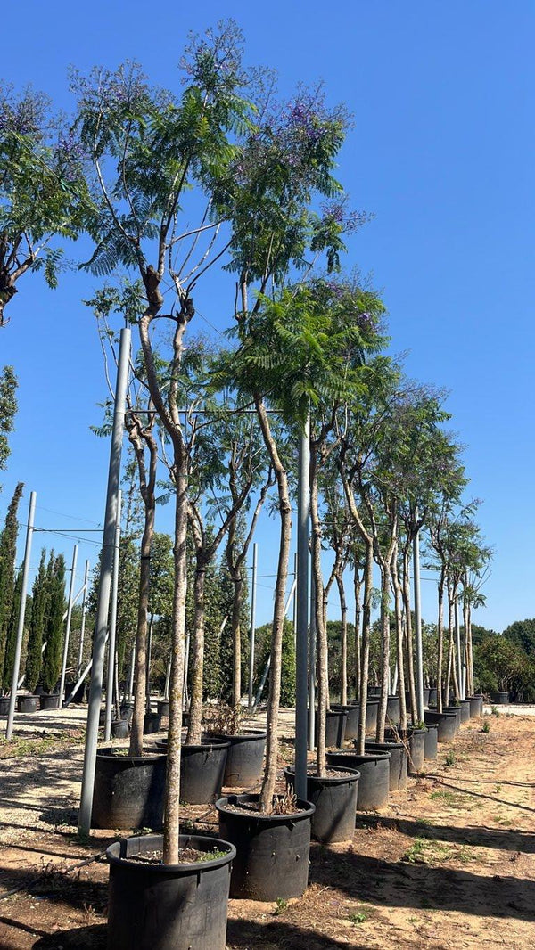 Jacaranda Mimosifolia (Jacaranda) — Albero, circonferenza 20/30 cm, vaso 240 litri