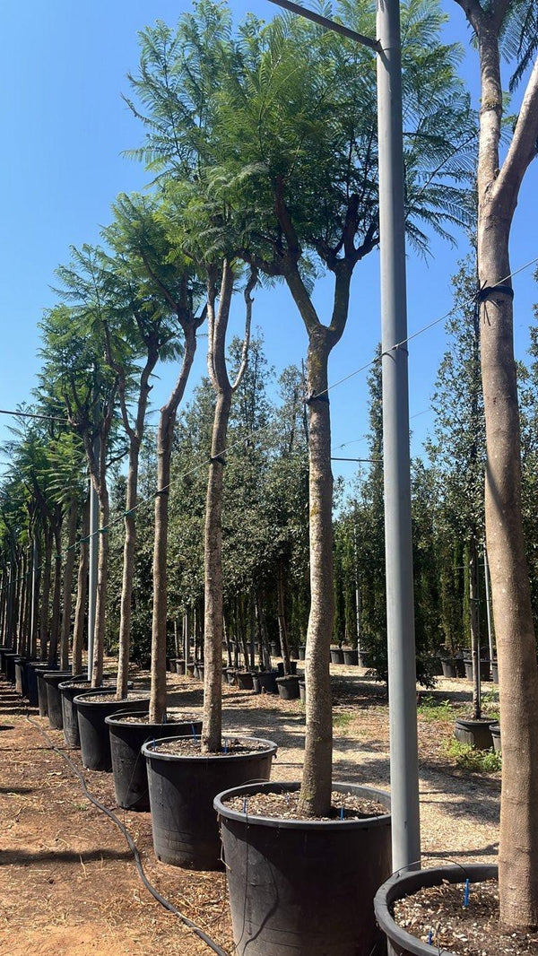 Jacaranda Mimosifolia (Jacaranda) — Albero, circonferenza 40/45 cm, vaso 350 litri