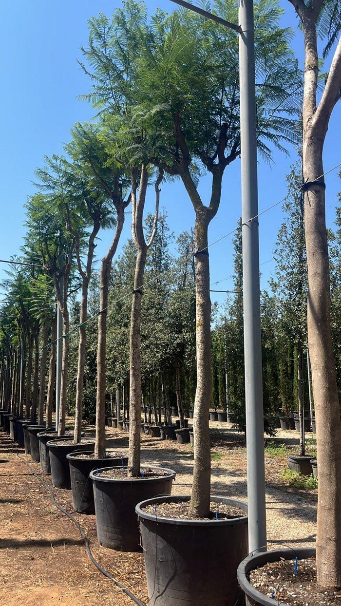 Jacaranda Mimosifolia (Jacaranda) — Albero, circonferenza 40/45 cm, vaso 350 litri