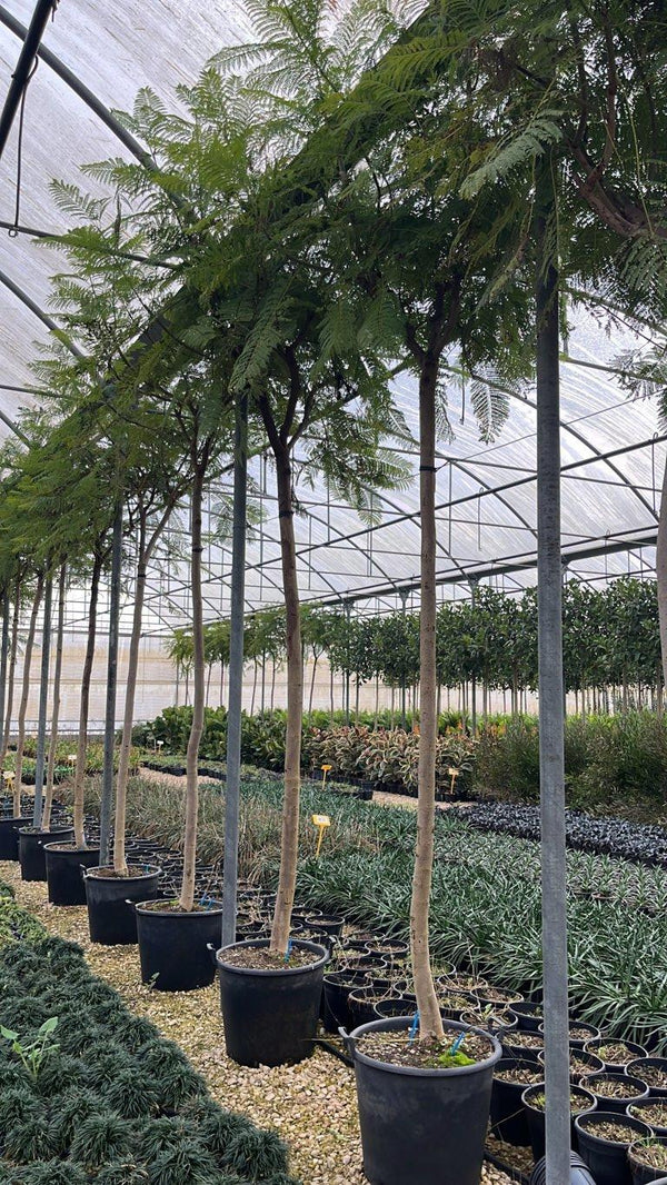 Jacaranda Mimosifolia (Jacaranda) — Albero, circonferenza 20/25 cm, vaso 90 litri