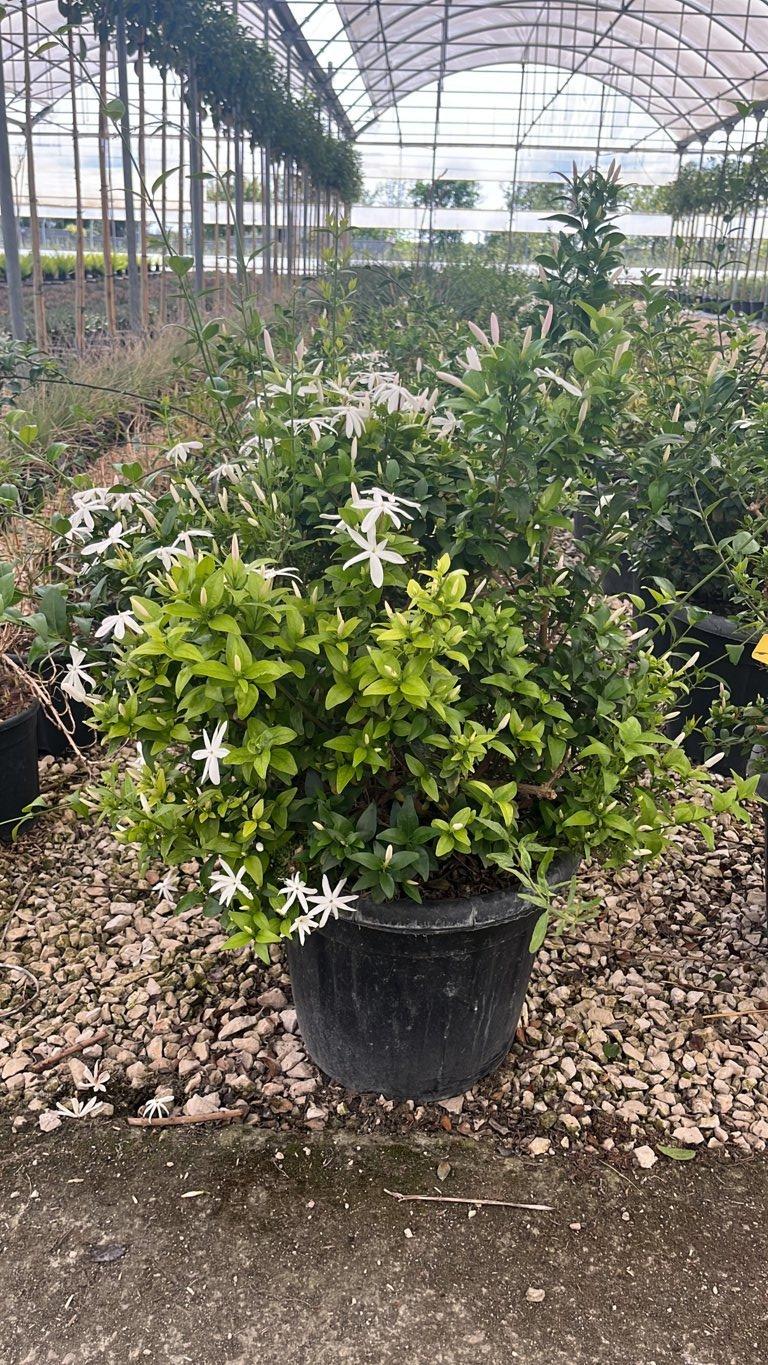 Jasminum Glaucum (Gelsomino) — vaso 30 litri